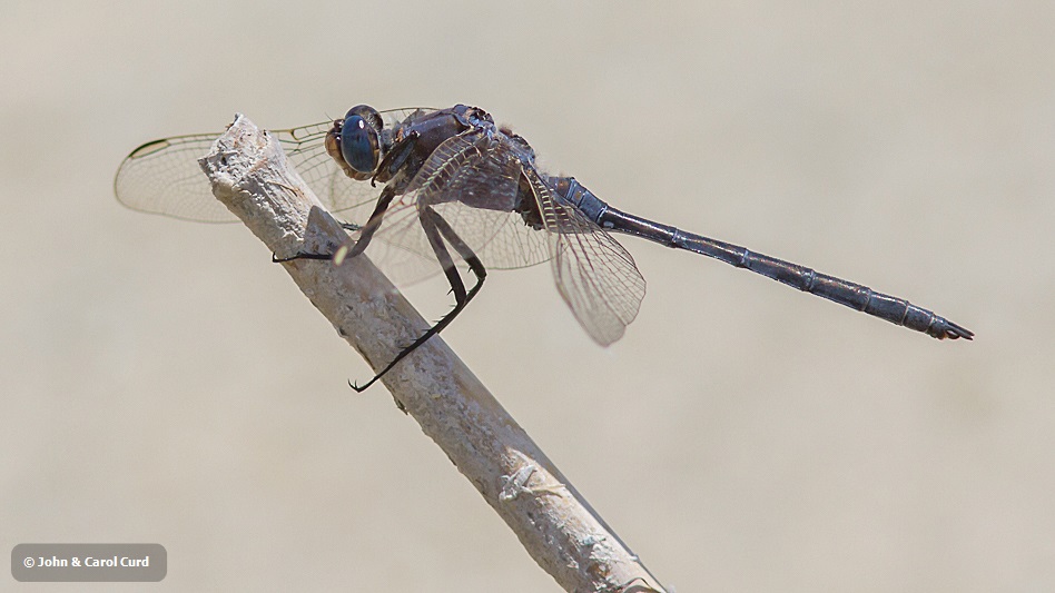 Orthetrum trinacria male-1238.jpg